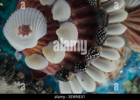 Close-up of colorful seashells and a shell necklace on a sandy beach, showing natural textures, soft light, and coastal details for summer, travel, an Stock Photo