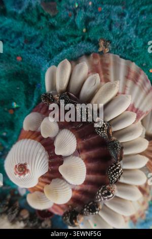 Decorative seashell arrangement on blue sand with a scallop shell, white shell pieces and a spotted bracelet, creating a coastal, handmade beach still Stock Photo