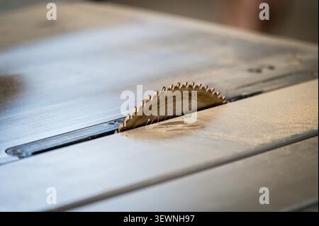 Close-up detail of a circular table saw blade emerging from the machine table in a woodworking workshop, showing the sharp carbide teeth covered with Stock Photo