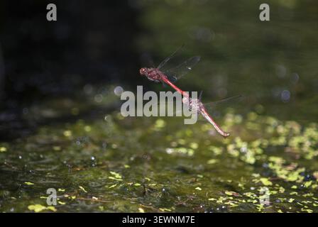 Common heather, sympetrum vulgatum, vagrant darter, anisoptera, couple, damselflies, dragonflies, egg deposition, egg laying, female, insects, dragonf Stock Photo