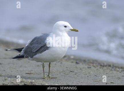 Common gull, larus canus, storm gull, birds, breeding plumage, charadriiformes, gulls, limikolen, seagulls, magnificent dress, birds Stock Photo