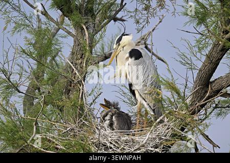 Grey heron (Ardea cinerea), standing on its nest with two chicks, Camargue, southern France Stock Photo