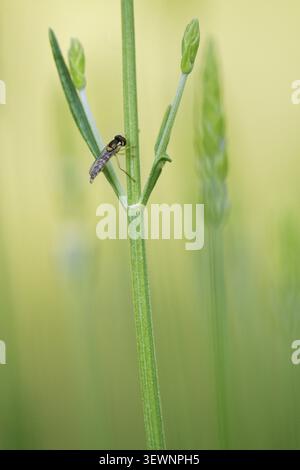 Common long-bellied hoverfly (Sphaerophoria scripta) perched on common lavender (Lavandula angustifolia), Kempen, Viersen district, North Rhine-Westph Stock Photo