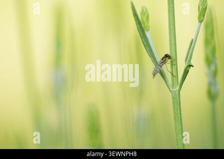 Common long-bellied hoverfly (Sphaerophoria scripta) perched on common lavender (Lavandula angustifolia), Kempen, Viersen district, North Rhine-Westph Stock Photo