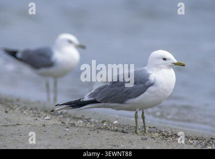 Common gull, larus canus, storm gull, birds, breeding plumage, charadriiformes, gulls, limikolen, seagulls, magnificent dress, birds Stock Photo