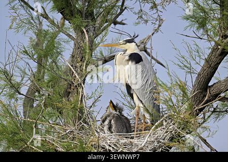 Grey heron (Ardea cinerea), standing on its nest with two chicks, Camargue, southern France Stock Photo