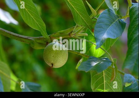 A close-up of young, unripe walnuts growing on a branch, with large green pinnate leaves in the background. The walnuts are green and still developing Stock Photo