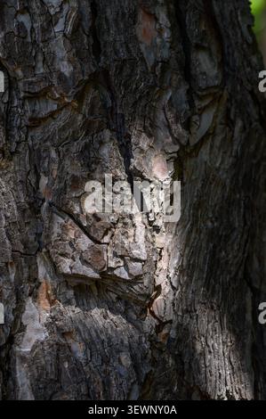 A close-up texture of old pine tree bark, showing deep vertical fissures, rough ridges, and peeling scales. The bark has a reddish-brown to grey-brown Stock Photo