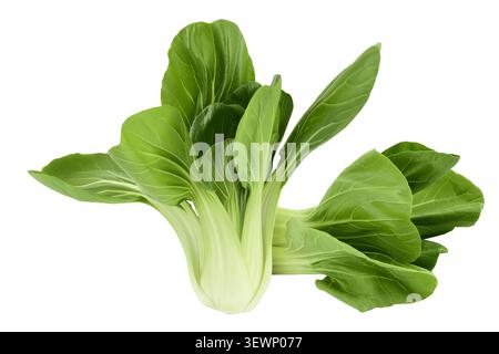 Fresh pak choi cabbage isolated on white background with full depth of field Stock Photo