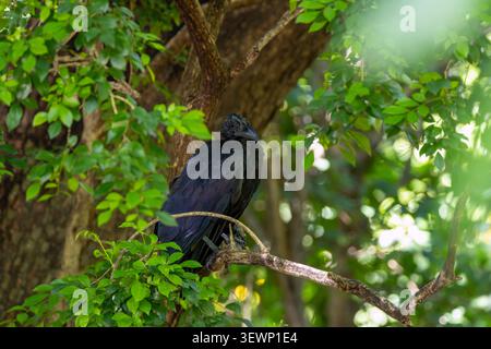 A Large-billed Crow (Corvus macrorhynchos), also known as the Eastern Jungle Crow, perched on a branch among green foliage at Wachirabenchathat Park ( Stock Photo
