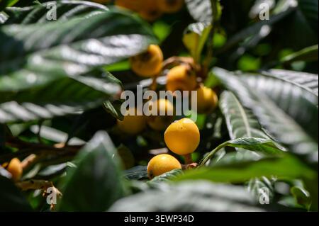 A close-up of ripe loquat fruits growing on a branch with large, glossy, dark green leaves. The golden-yellow fruits are oval-shaped, slightly fuzzy, Stock Photo