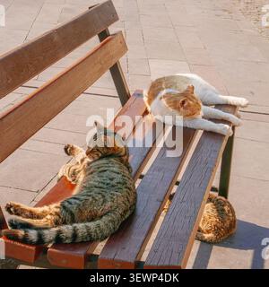 Three stray cats relaxing and sleeping on a wooden park bench in the historic streets of Antalya Old Town, Turkey, on a sunny spring day. Stock Photo