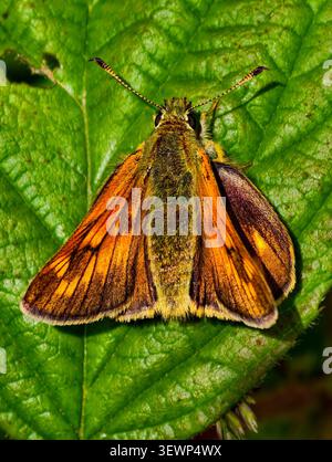 Large Skipper Ochlodes sylvanus Stock Photo