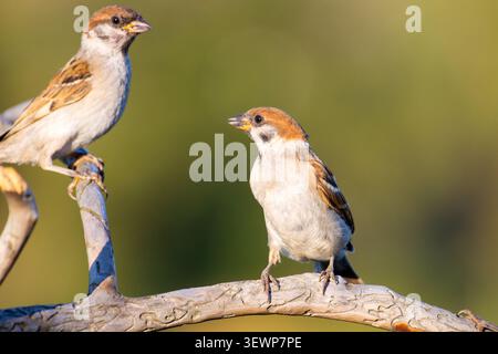 Two Eurasian tree sparrows facing each other on a branch in warm afternoon light, bird Stock Photo
