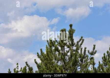 Pine tree against the blue sky with white clouds Stock Photo