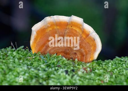 Trametes coccinea, Southern Cinnabar Polypore, Kinglake NP, Victoria, Australia Stock Photo