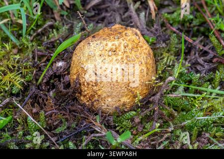 Scleroderma citrinum, Common Earthball, Bunjil Reserve, Panton Hill, Victoria, Australia Stock Photo