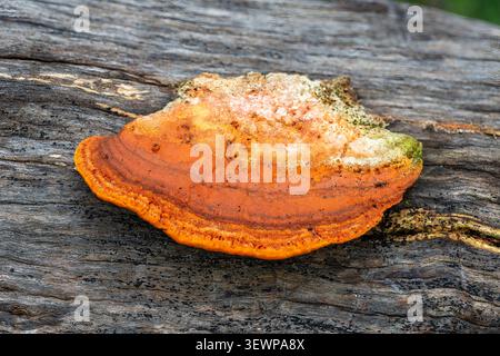 Trametes coccinea, Southern Cinnabar Polypore, Bunjil Reserve, Panton Hill, Victoria, Australia Stock Photo