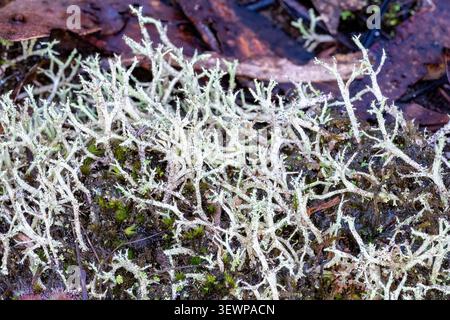 Cladonia rangiformis, False Reindeer Lichen, Boomer's Reserve, Panton Hill, Victoria, Australia Stock Photo