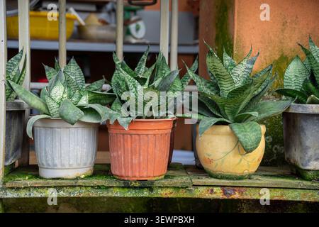 Three snake plants in different pots on a mossy shelf outside a Vietnamese home Stock Photo