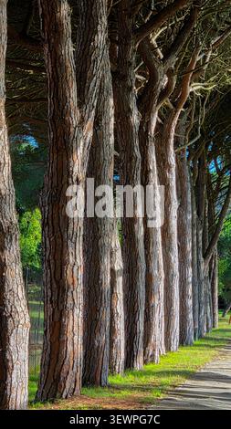 A natural row of tall pine trees with textured bark along a sunlit grassy path in a peaceful outdoor setting, capturing nature's beauty and forest tra Stock Photo