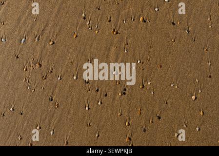 Seashells on Golden Sand Stock Photo