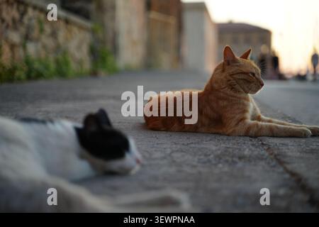 Two cats lying on a sunlit pavement, one ginger cat alert and gazing forward, while the other rests peacefully. The scene captures a moment of tranqui Stock Photo