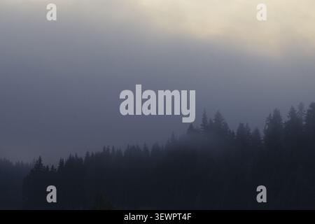 Atmospheric mountain conifer forest covered by evening mist with evergreen trees creating dramatic wilderness landscape at sunset Stock Photo