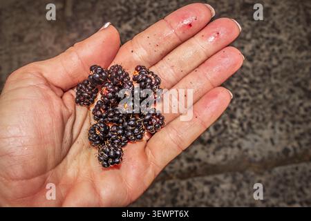 Freshly Picked Wild Blackberries in a Hand During an Outdoor Hike Stock Photo