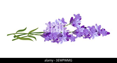Lavender sprigs lie on table. Composition of summer purple flowers. A rustic clipart for perfumes and cosmetics. Lavandin in a flat style ingredients Stock Vector