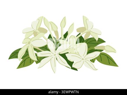Vector image of jasmine flowers. Composition is perfect for tea, natural cosmetics store, organic health product, perfume, essential oil, and aromathe Stock Vector