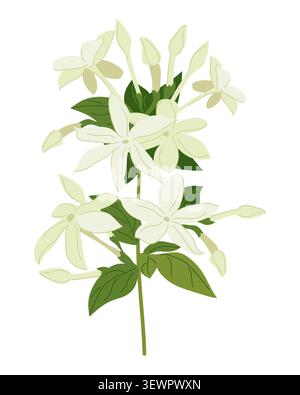 Vector jasmine flowers. Design element for tea shops, natural cosmetics store, organic health products, perfumes, essential oils, and aromatherapy. Ca Stock Vector