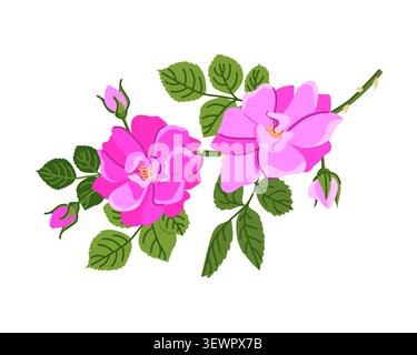 A branch of Damask rose. Persian roses are used to produce essential oils and are grown for cosmetic purposes in Iran and Bulgaria. They are ideal for Stock Vector