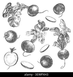 Radish sketch. Vector illustration of the vegetable in an engraving style. A large set of whole radishes and slices lying on a table. Hand-drawn, imit Stock Vector