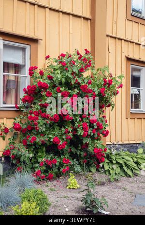 'Flammentanz' Climbing Rose, Kordesiiros (Rosa kordesii) Stock Photo