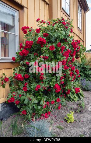 'Flammentanz' Climbing Rose, Kordesiiros (Rosa kordesii) Stock Photo