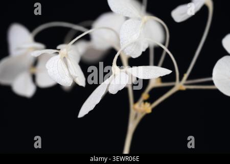Hydrangea horizontal macro selective focus closeup of dry white flower petals on dark contrast black background Stock Photo