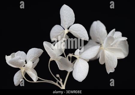 Hydrangea horizontal macro closeup of dry white flowers with detailed petal veins on dark contrast black background Stock Photo