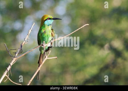 Asian Green Bee-Eater bird, or Merops orientalis, perching on branch of tree, aka Little Green Bee-eater, taken in Udawalawe National Park, Sri Lanka Stock Photo