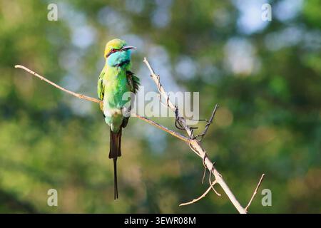 Asian Green Bee-Eater bird, or Merops orientalis, perching on branch of tree, aka Little Green Bee-eater, taken in Udawalawe National Park, Sri Lanka Stock Photo