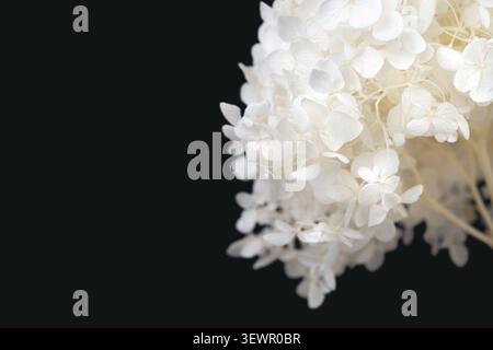 Hydrangea horizontal macro selective focus of white flowers bunch on right side with black copy space background template Stock Photo