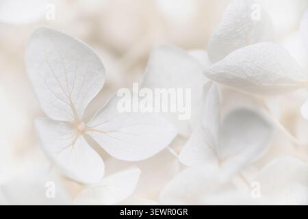 Hydrangea horizontal macro soft focus closeup of delicate white flower petals on light cream background full frame texture Stock Photo