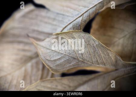 Dry leaves horizontal macro closeup with detailed texture and veins on dark contrast background Stock Photo