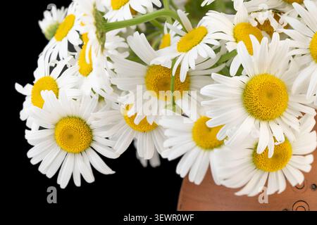 Daisy horizontal macro closeup of dense white chamomile flowers bouquet blooming on dark black background Stock Photo