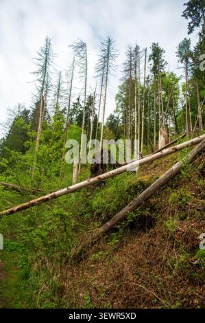 Fallen trees blocking a forest hiking trail after a powerful windstorm in the beautiful Bohemian Paradise, Czech Republic, showcasing storm damage in Stock Photo