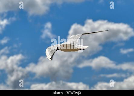 Free as a bird - a seagull soars across a bright blue sky with fluffy clouds Stock Photo
