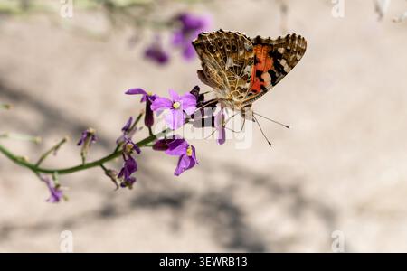 Beautiful Painted Lady butterfly nectaring on wallflowers in the garden during the recent heatwave Stock Photo