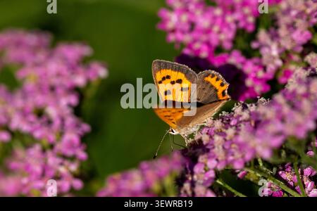 Small Copper butterfly nectaring on common yarrow flowers. Stock Photo