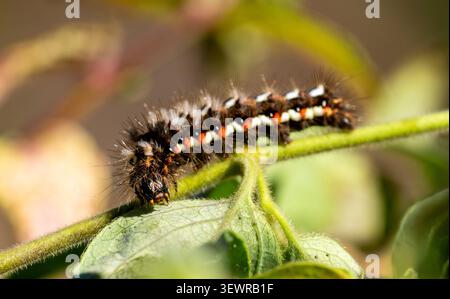 A Knot grass moth caterpillar looking for food. Stock Photo