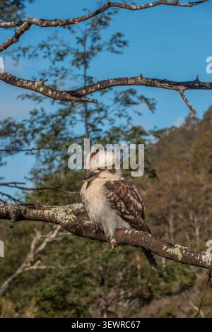 A Laughing Kookaburra perched on a tree branch in bright sunlight in Tasmania, Australia Stock Photo